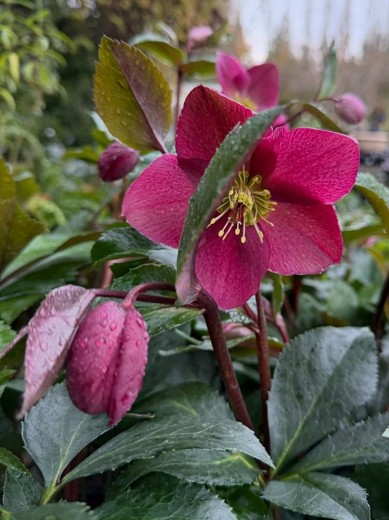 Hellebore (Lenten Rose)