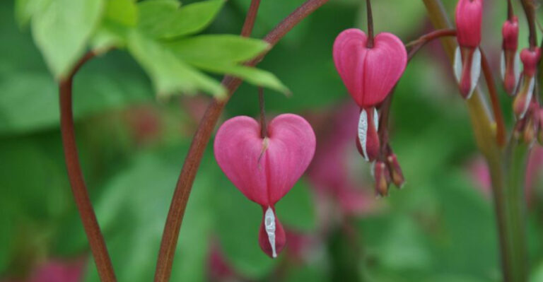 bleeding heart