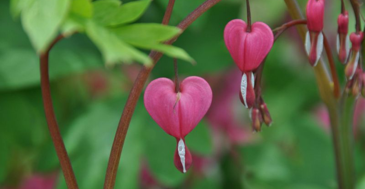bleeding heart