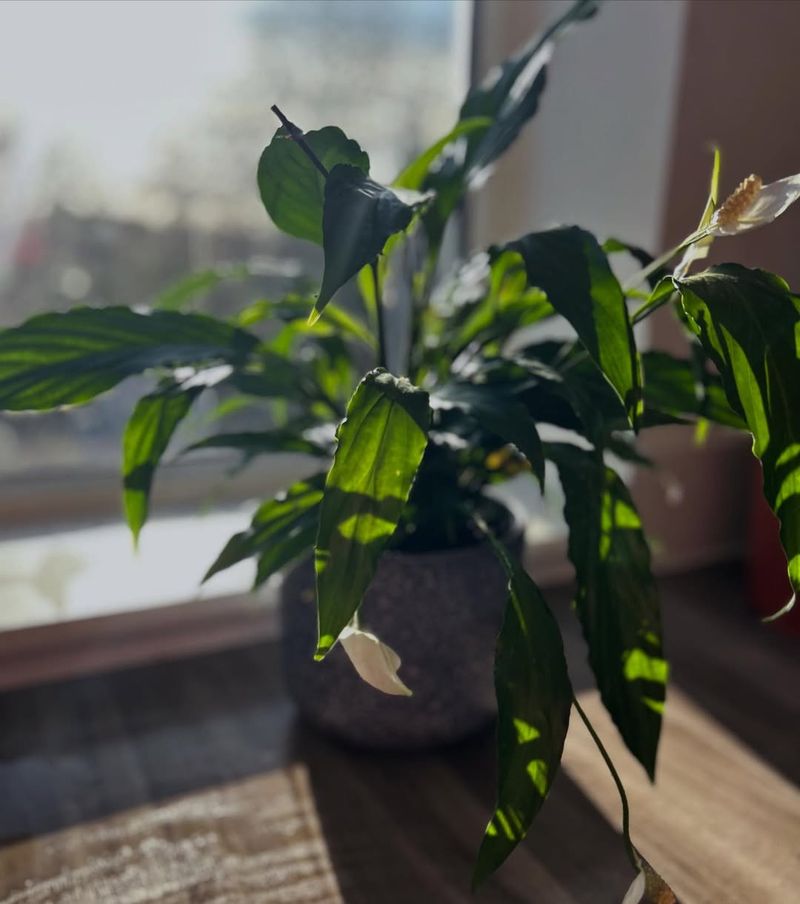 Why The East Area Is The Best Feng Shui Location For A Peace Lily In 2026