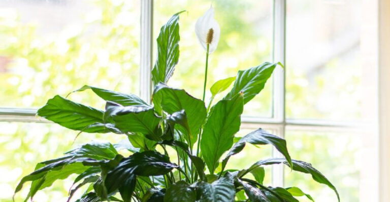 peace lily at window