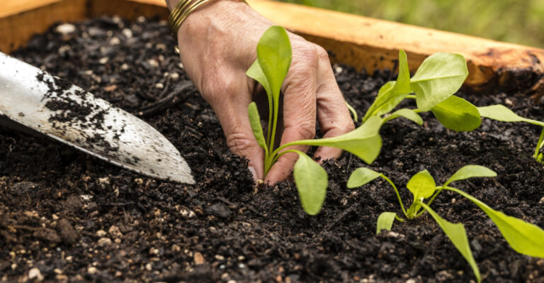 planting spinach (featured image)