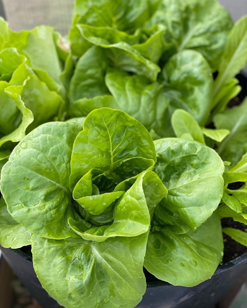 Buttercrunch Lettuce