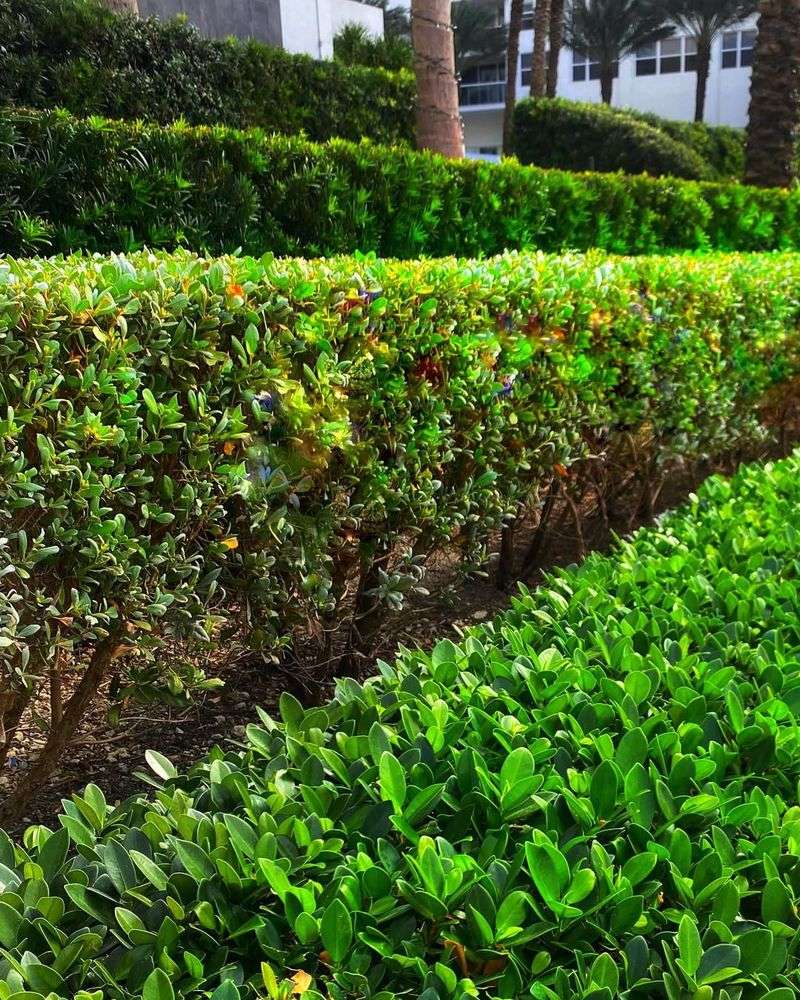 The Best Month To Fertilize Landscape Plants