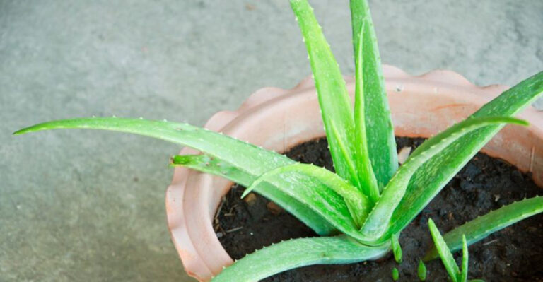 aloe vera