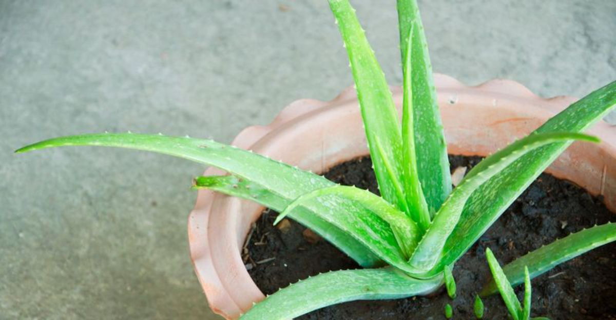 aloe vera