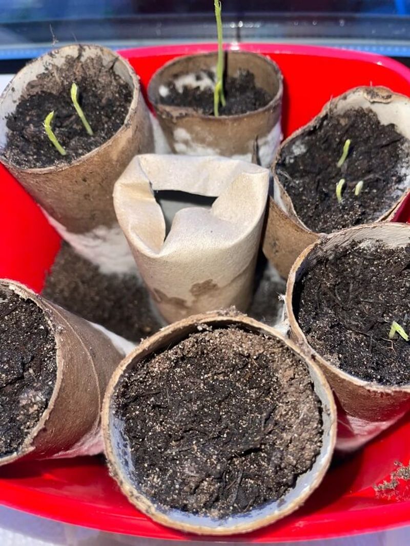 How To Prevent Mold And Overwatering