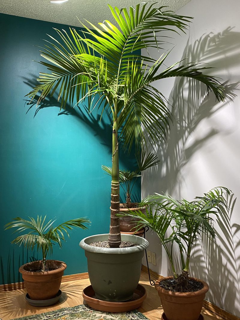 Fertilizing Palms The Right Way Indoors