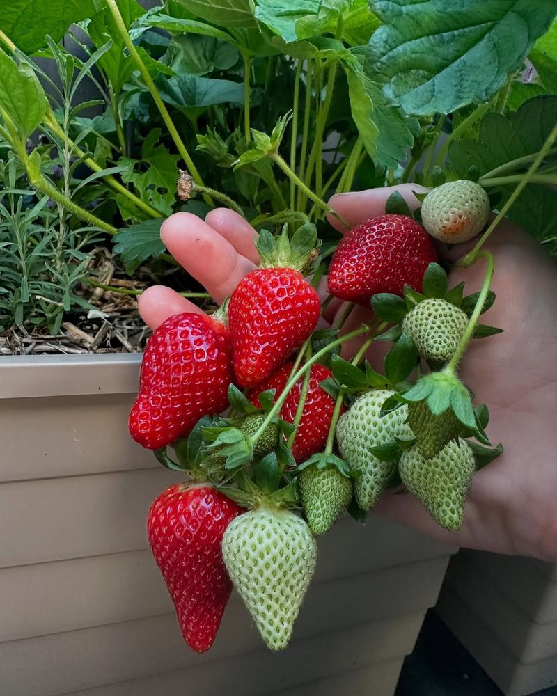 Watering Strawberries Without Washing Out Sugar
