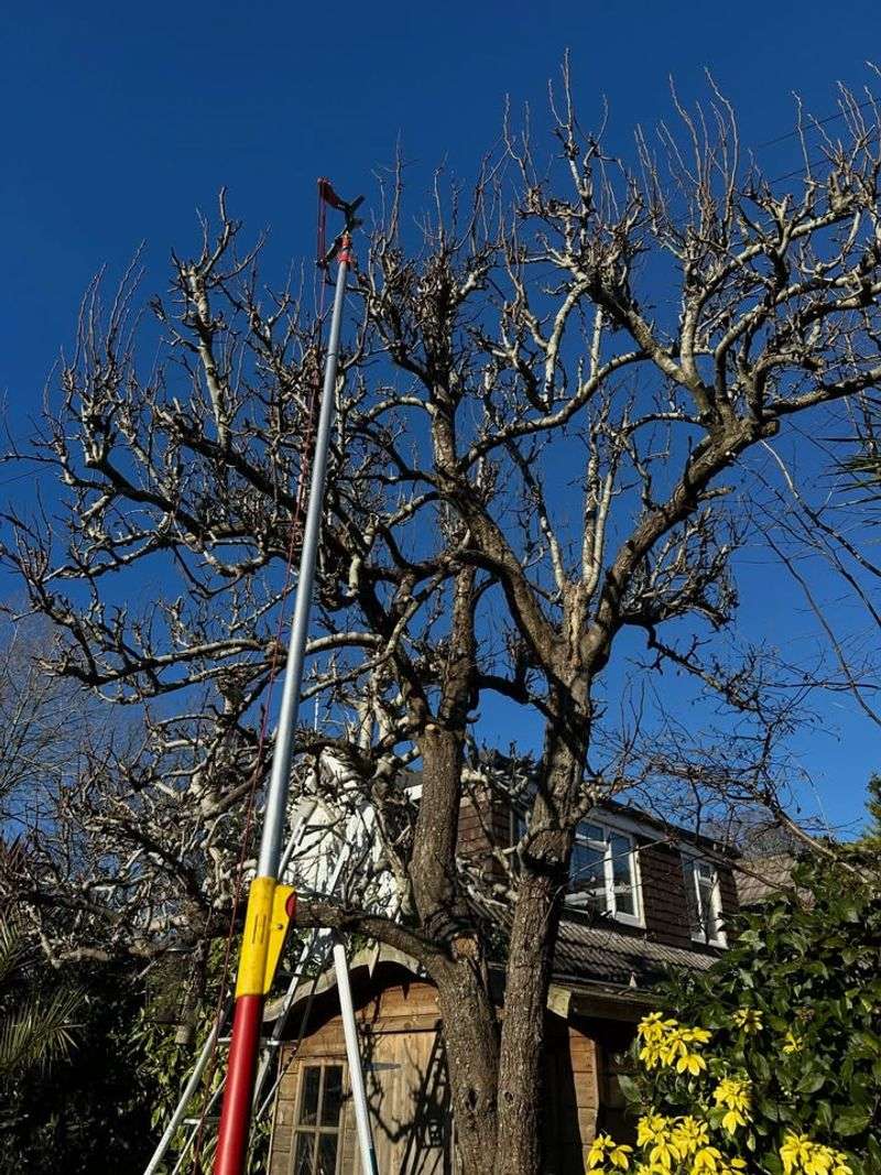 Remove Crossing Branches