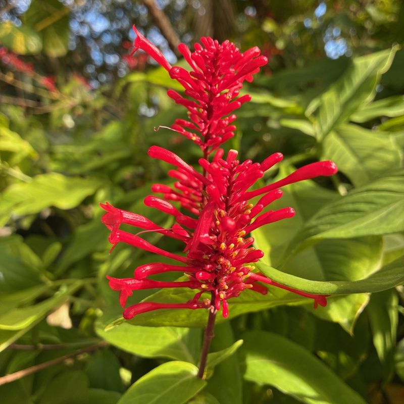 How Florida Heat Affects Regrowth