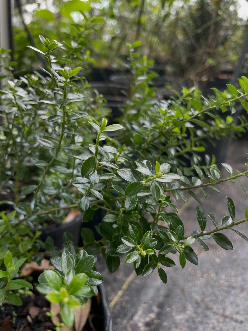 The Best Time To Prune Firebush In South Florida