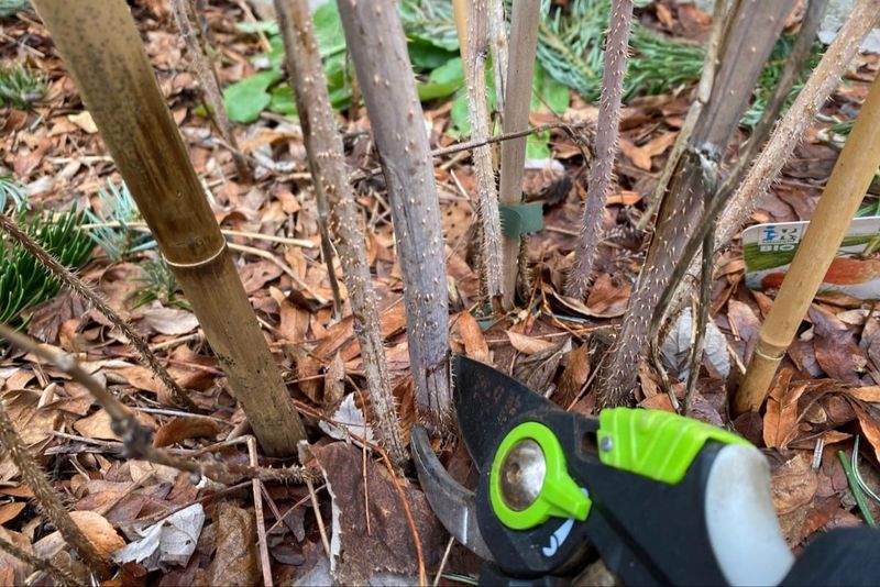 Why Late Winter Is Prime Pruning Season In Oregon