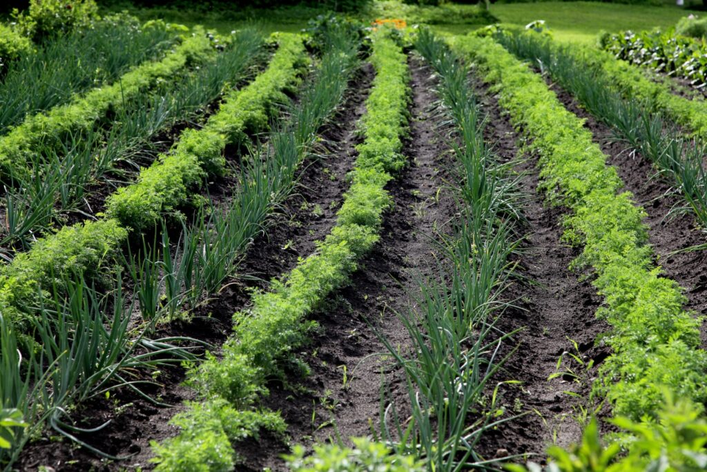 furrows with green onions and carrots grow in the garden