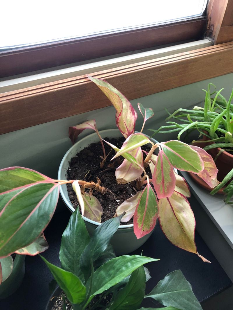 Overwatering Causes Root Rot In Dormant Plants