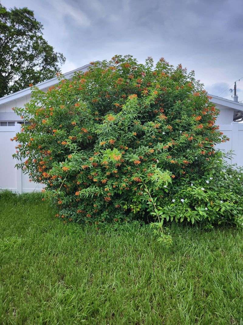 How Much Firebush Can Be Cut Back Safely