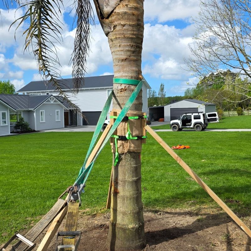 How To Straighten A Leaning Palm Tree Step By Step