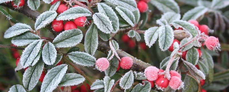 Ignoring Regional Frost Dates