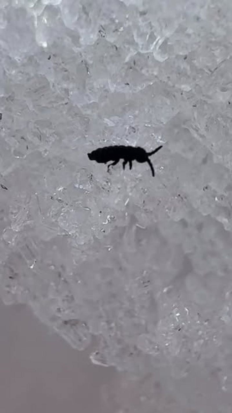 Why These Tiny Insects Appear When It's Freezing