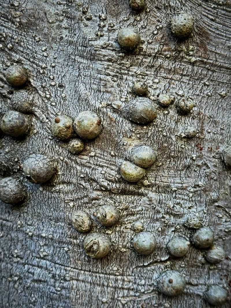 What Burr Knots Look Like And Why Trees Form Them