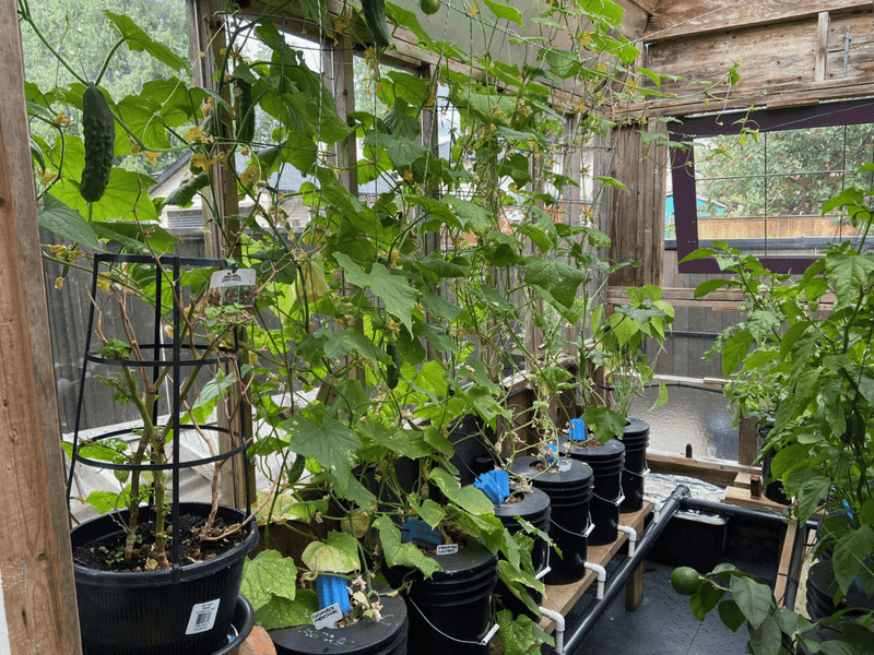Why Vertical Trellising Is The Secret Indoors