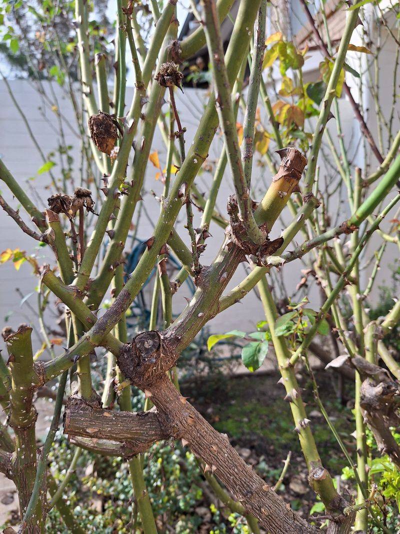 Weather Mistakes That Ruin Bloom Potential