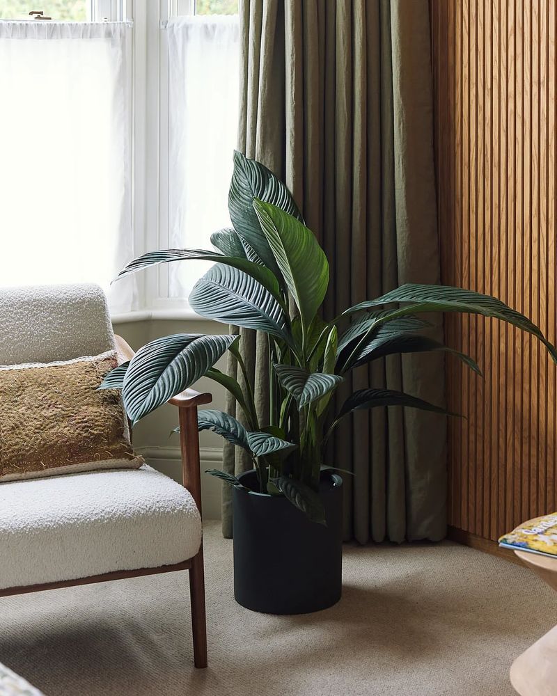 Living Rooms: Where Peace Lilies Calm Heat And Chaos