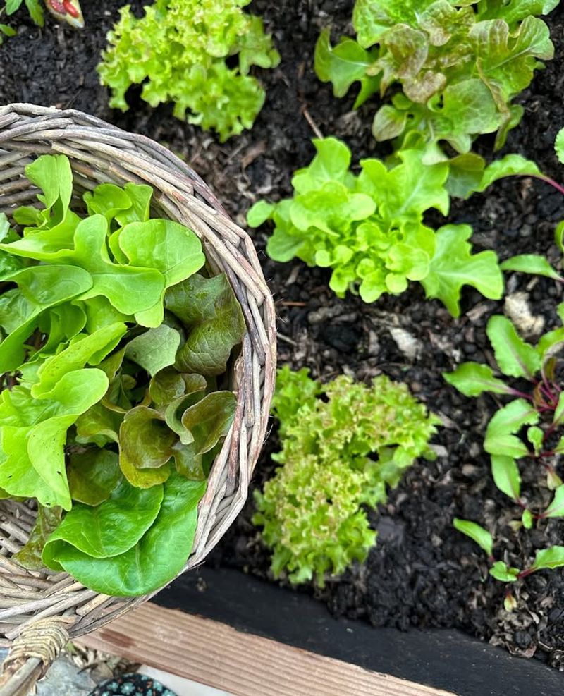 What To Plant Together For Continuous Harvests