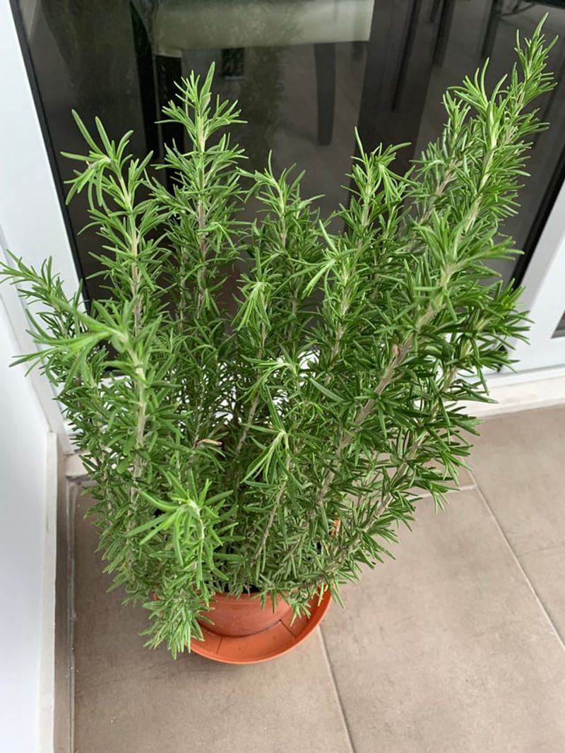 Rosemary Adds Natural Fragrance To Entry Areas