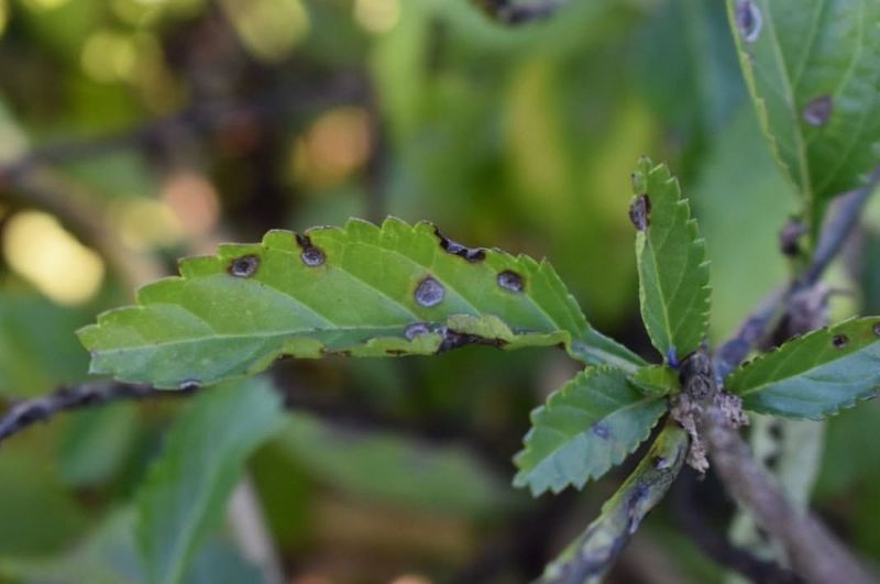 Leaves Droop And Flowers Wilt Overnight