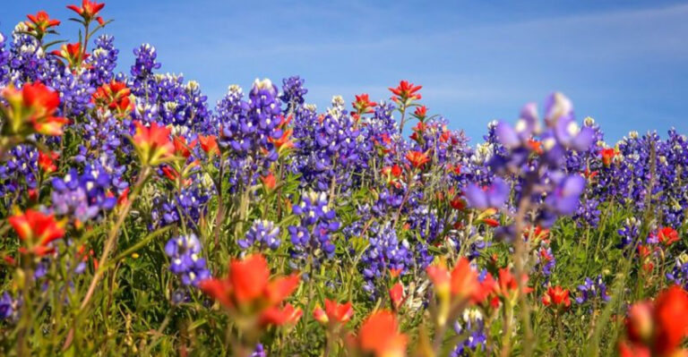 purple and orange flowers