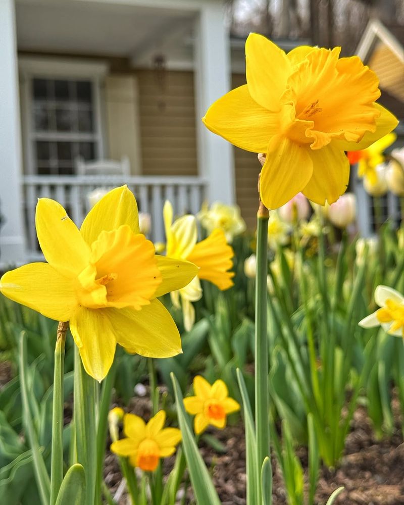 Daffodils And Crocuses Are Blooming