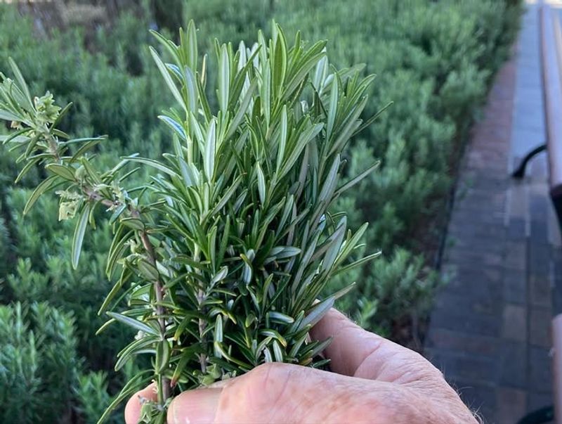 Rosemary's Surprise Fit For Harsh Front-Door Conditions