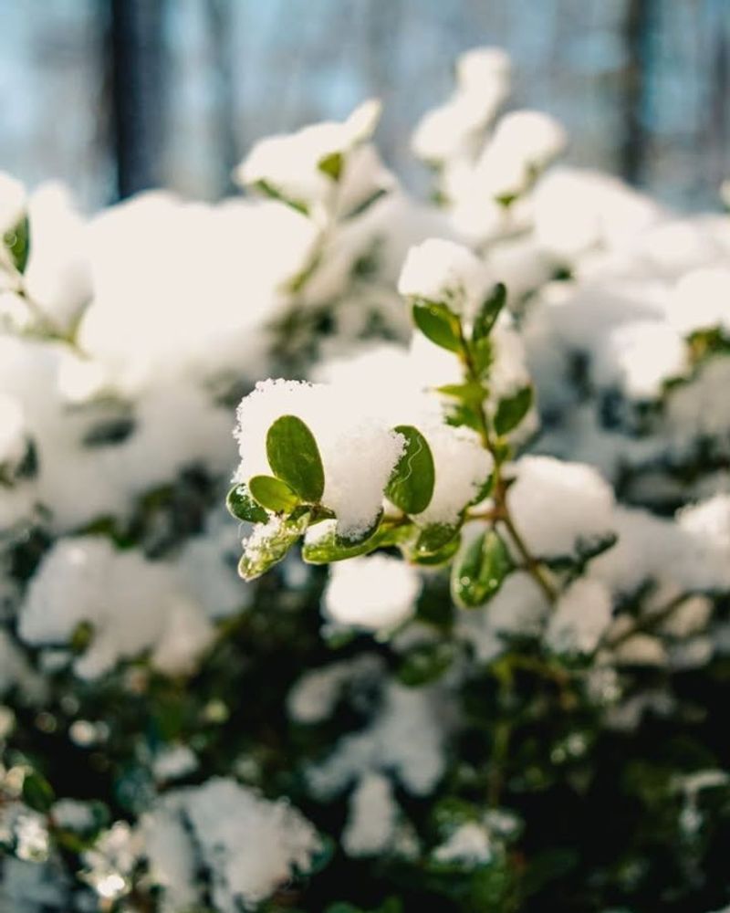 Snow Load And Ice Stress On Shrubs