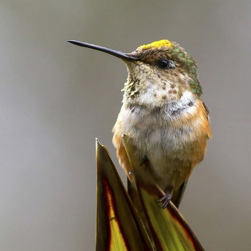 Why Some Hummingbirds Don't Migrate South