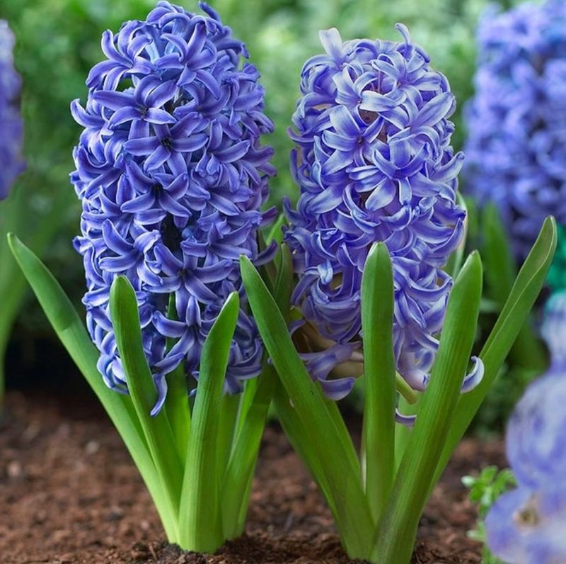 Planting Hyacinth Bulbs Too Shallow In The Soil