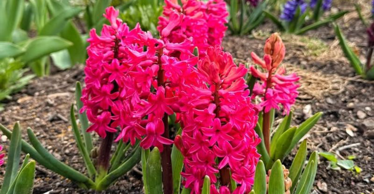 pink hyacinth