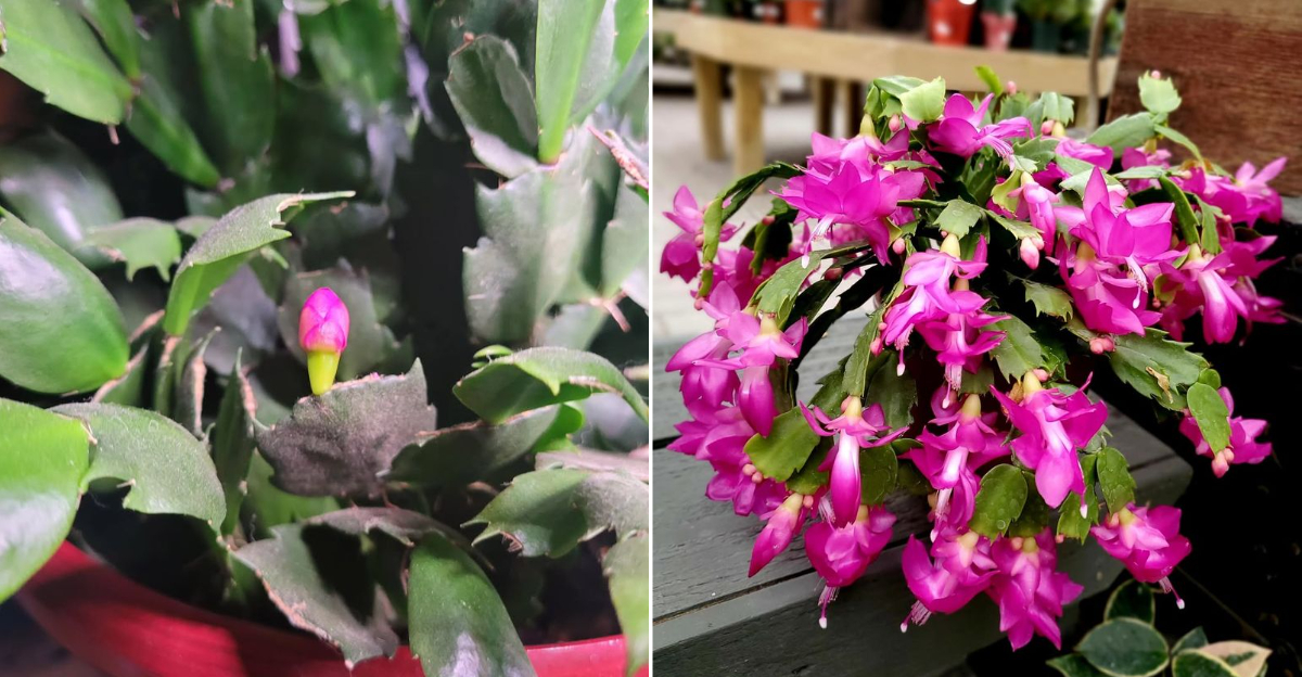 blooming christmas cactus