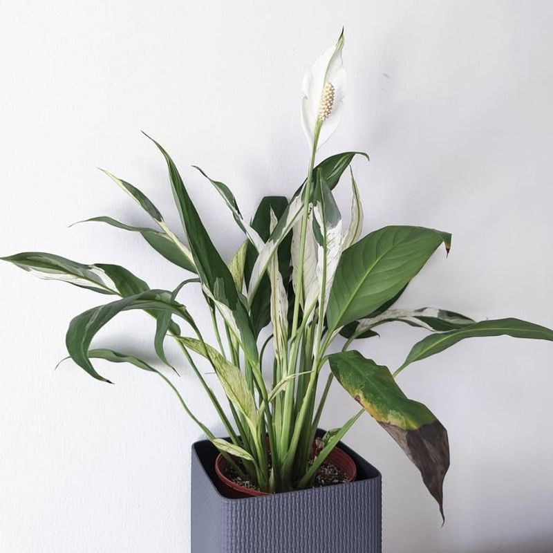 The Basement or Lower Level