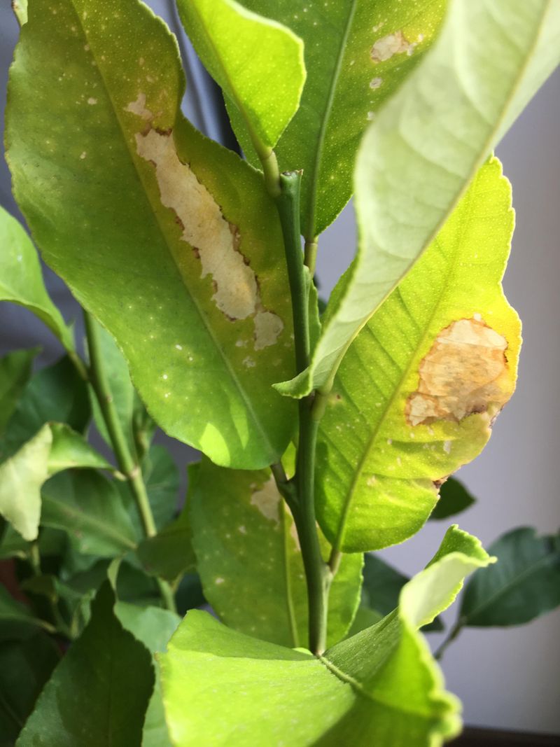 Signs Citrus Trees Are Under Seasonal Stress