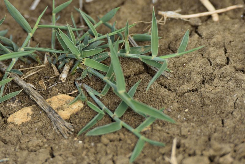 Bermuda Grass (Cynodon Dactylon)