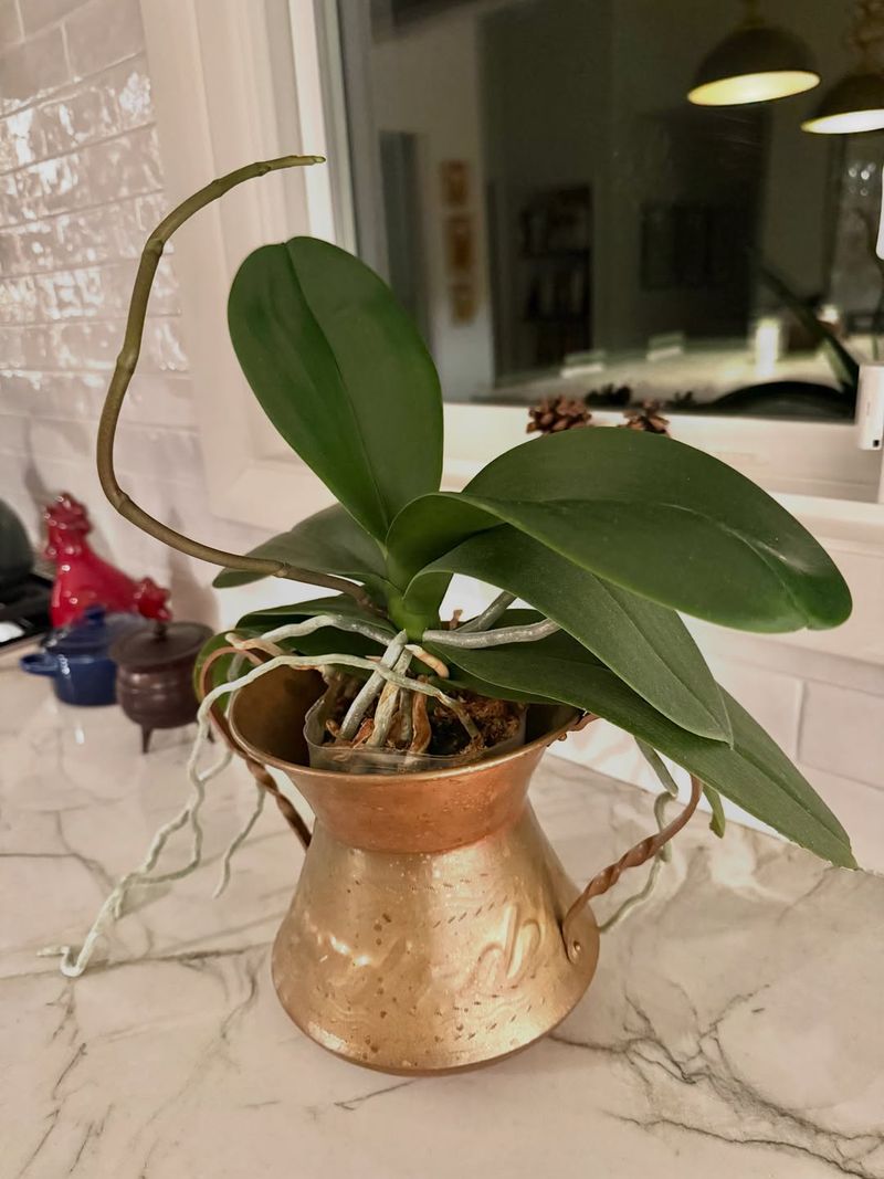 How Much Light Orchids Really Need