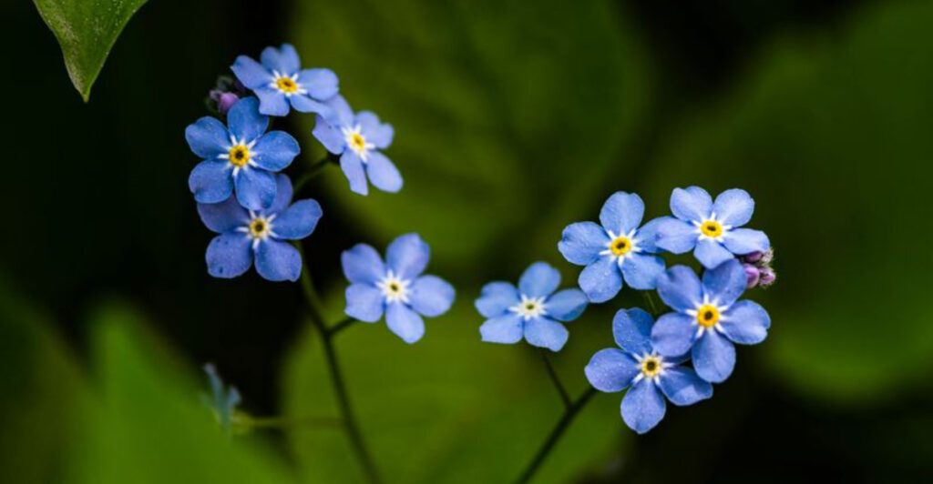 The Most Favorite Blue Blooms In 2026 Michigan Gardeners Can Grow From Seed