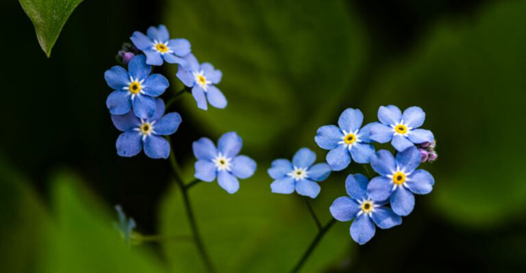 Forget-Me-Nots