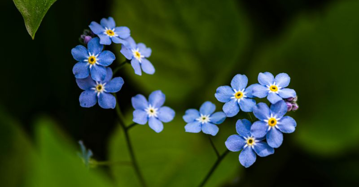 Forget-Me-Nots
