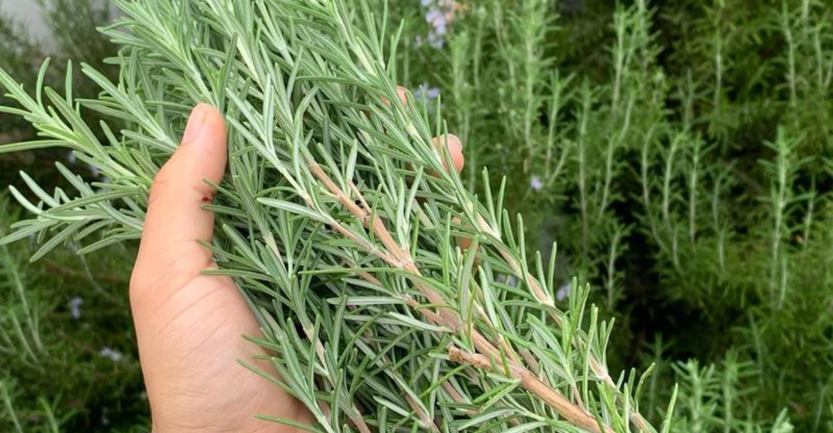 woman holds rosemary sprig