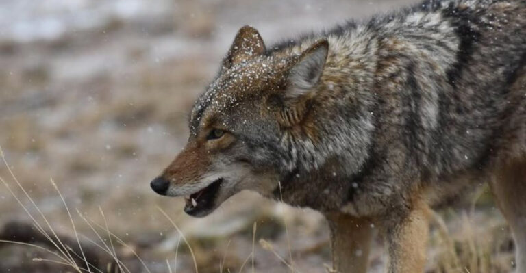 coyote in snow