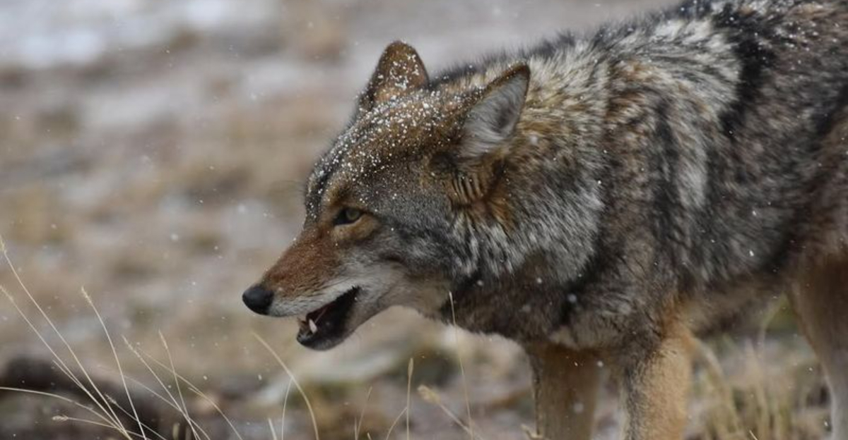 coyote in snow
