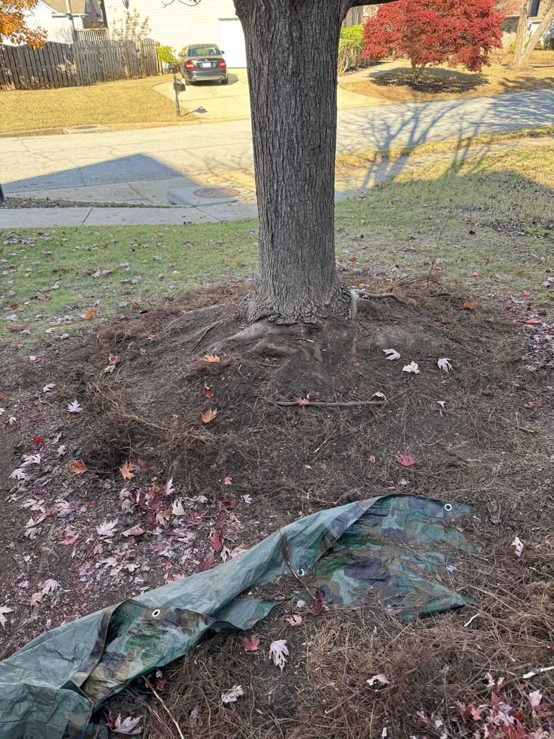 How This Mulching Mistake Suffocates Roots