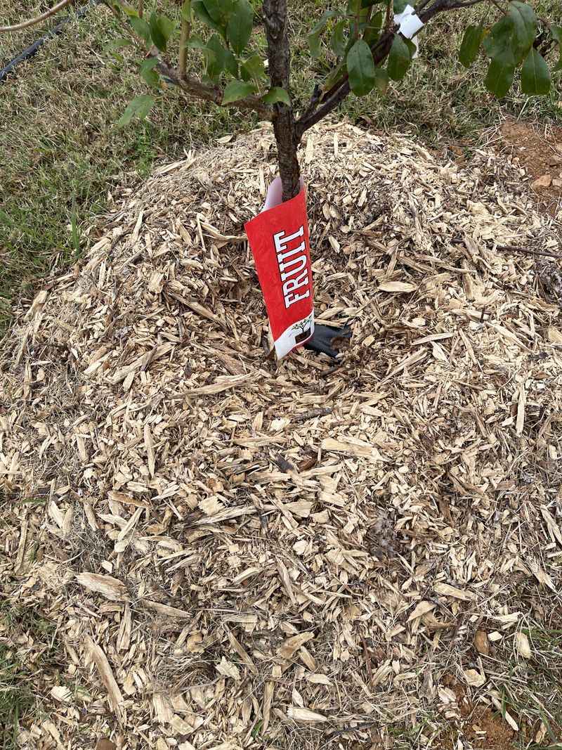 Why Piling Mulch Against Stems Seems Harmless